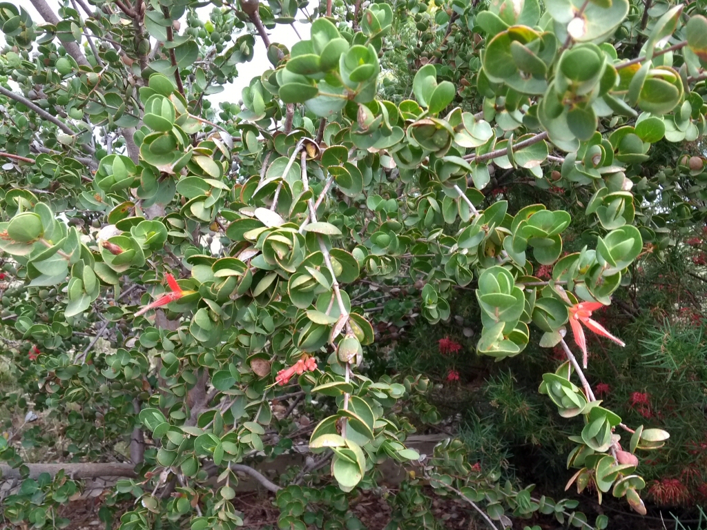 Lambertia orbifolia - round-leaf honeysuckle