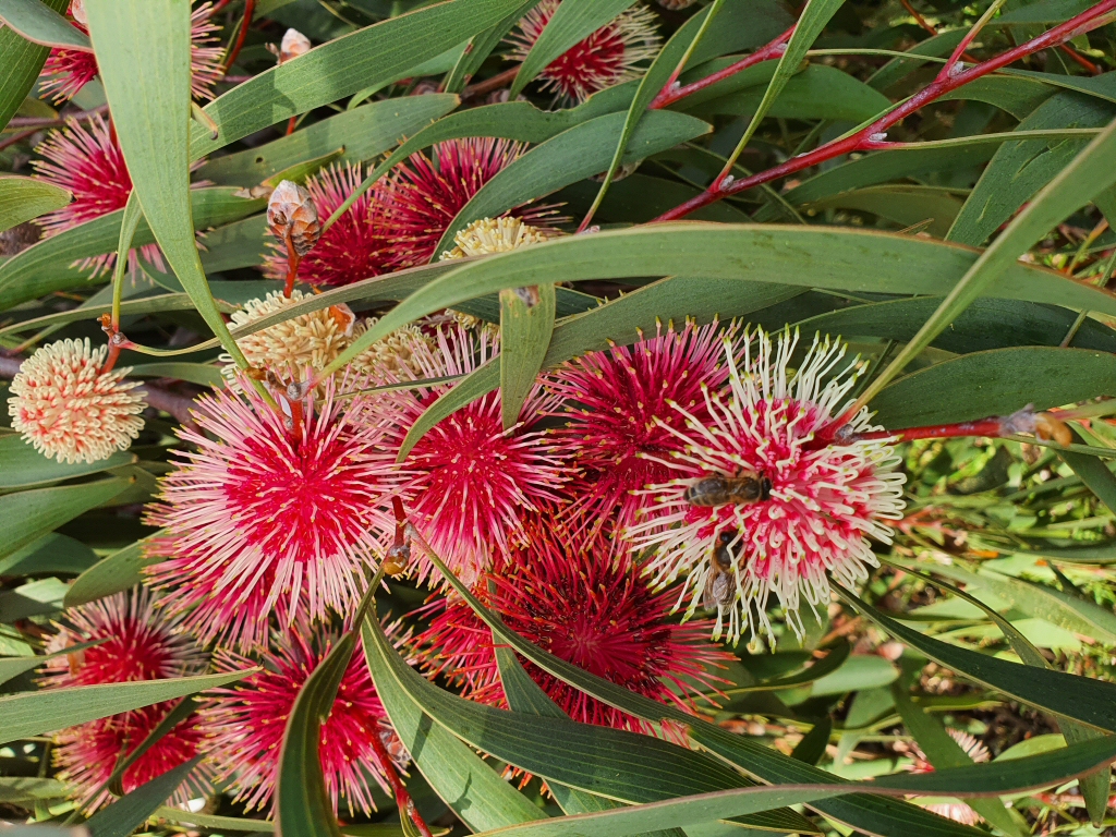 Newsletter #60 – June 2020 – Winter Flowering Australian Plants