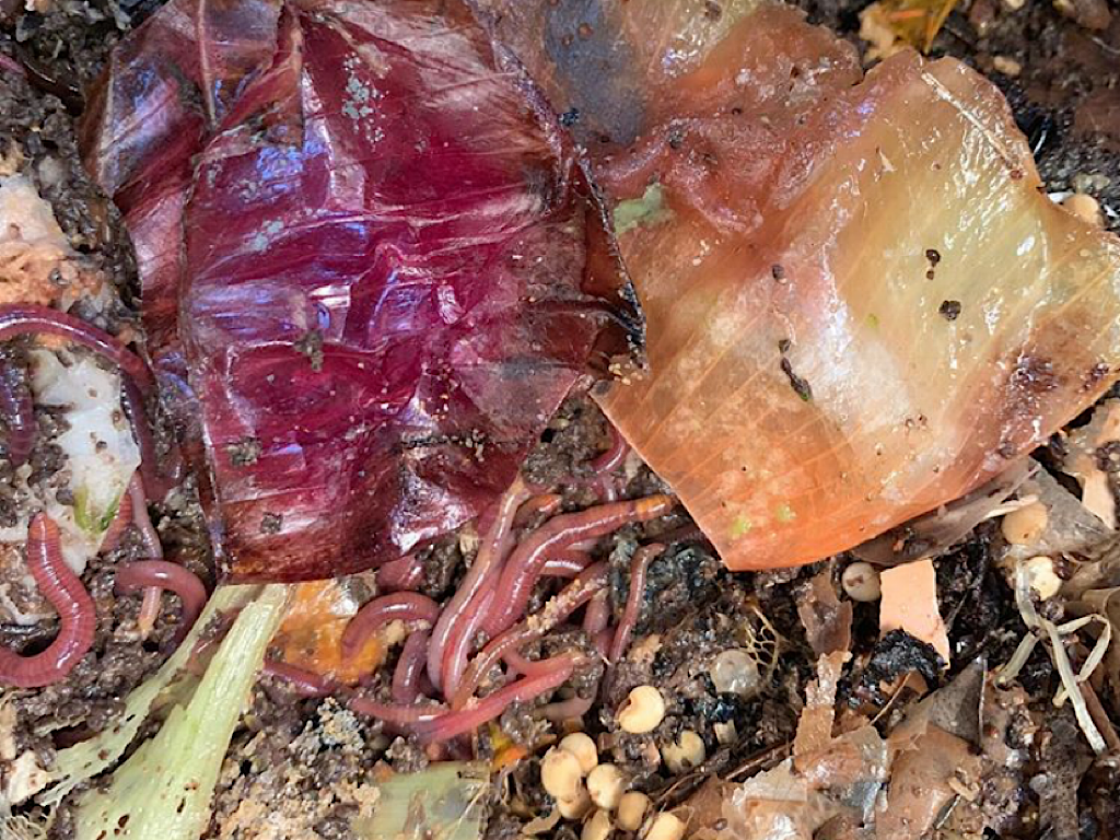 Myth Busting Worm Food – Onion