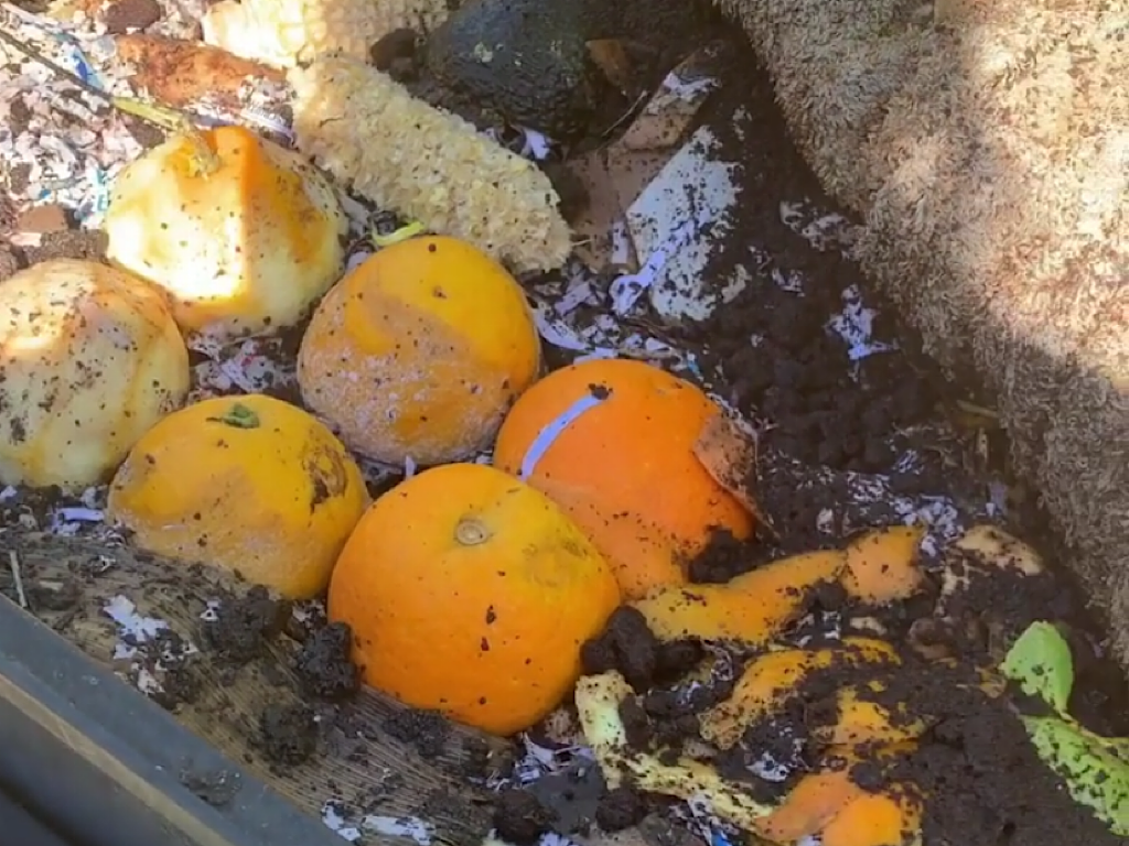 oranges-in-the-worm-farm
