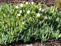 Carpobrotus 'White Hot' is a wonderful Australian native succulent groundcover