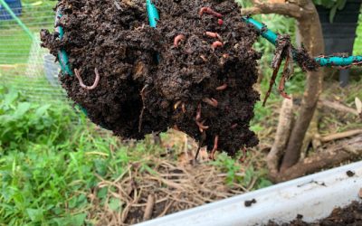 Harvesting worm castings from your worm farm