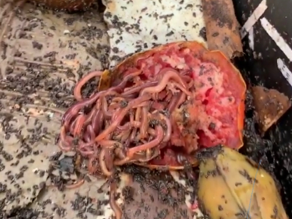 worms feasting on tomato