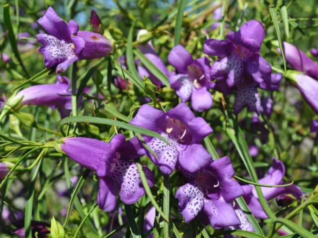 Eremophila 'Meringur Isaac'