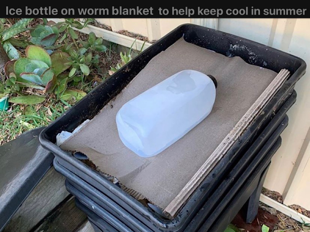 how to keep a worm farm cool