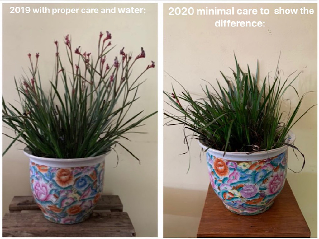 Newsletter #63 – September 2020 – Water Efficient Tips For Gardeners