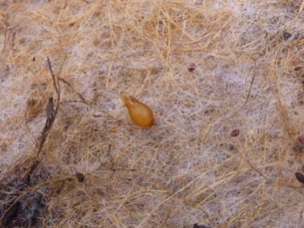 Worm Farm Blankets | Gardening With Angus