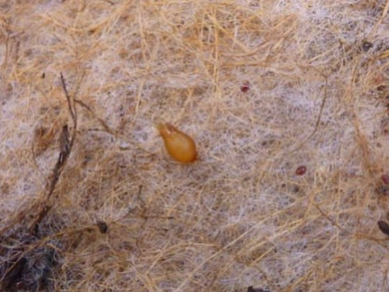 Worm Farm Blankets Gardening With Angus