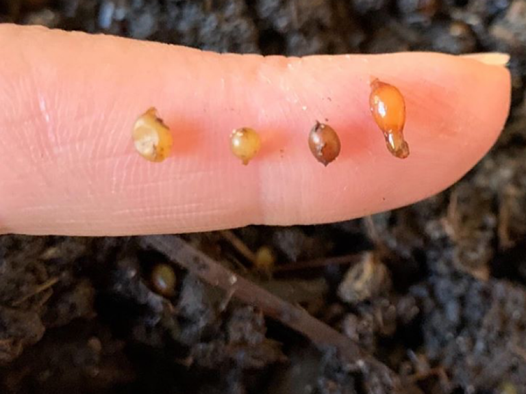 Worm Farm Blankets Gardening With Angus