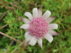 Actinotus forsythii – Pink Flannel Flower | Gardening With Angus