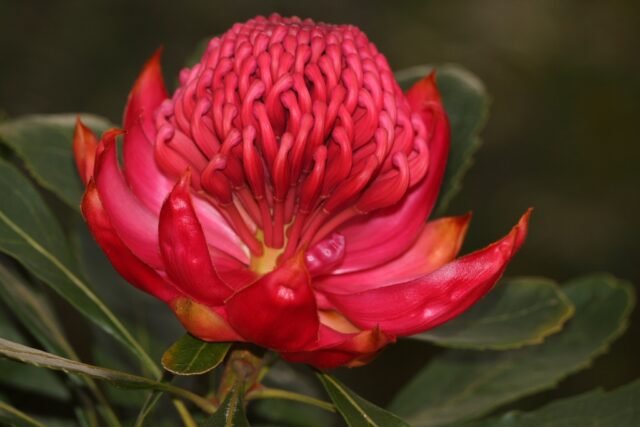 waratah flower