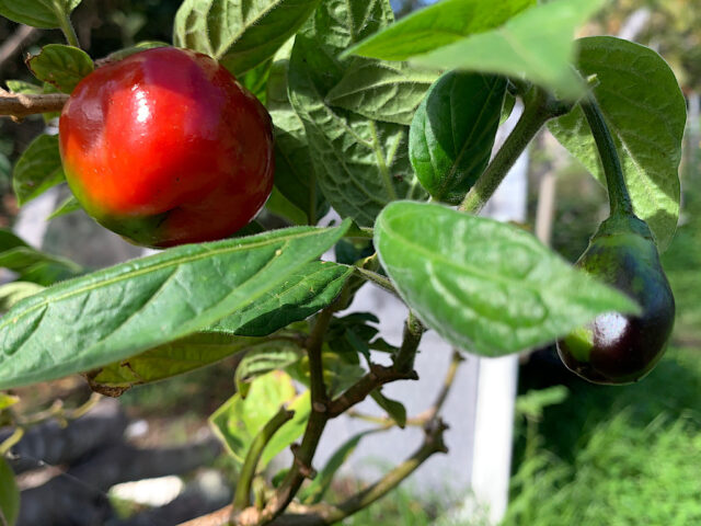 rocoto-chilli-fruit