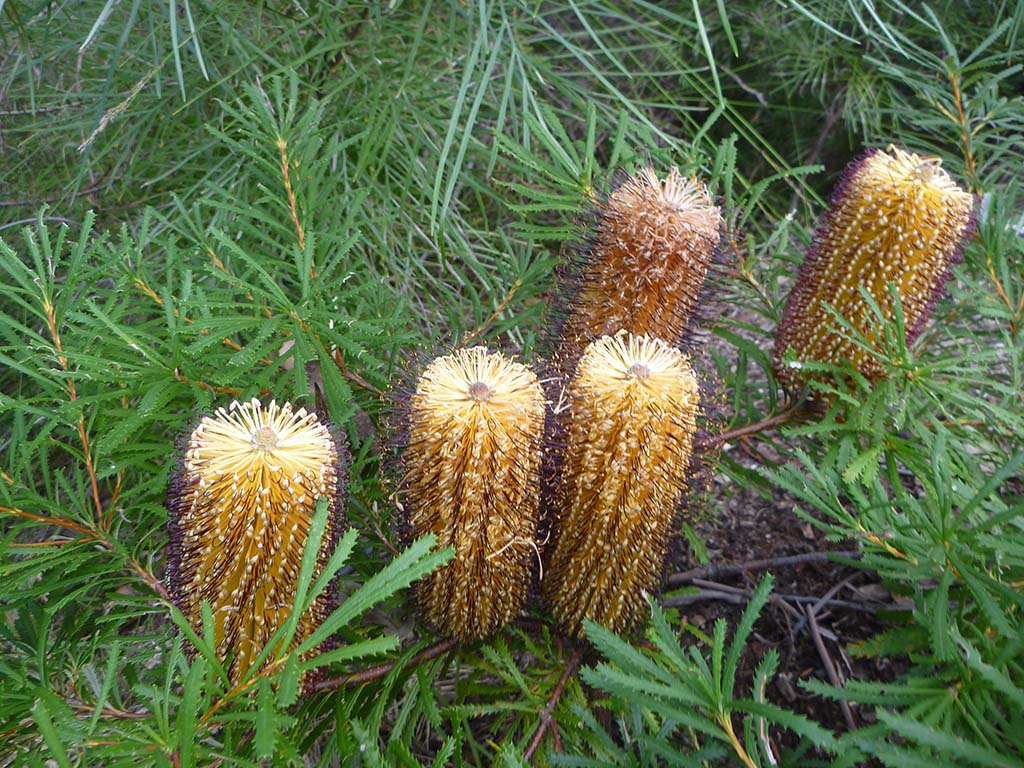 Banksia spinulosa – Hairpin Banksia