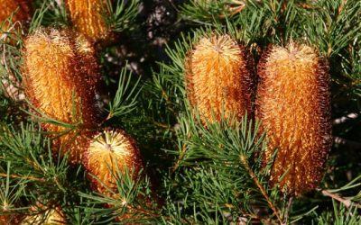 Hairpin banksia (Banksia spinulosa) to attract small nectar feeding birds to your garden video
