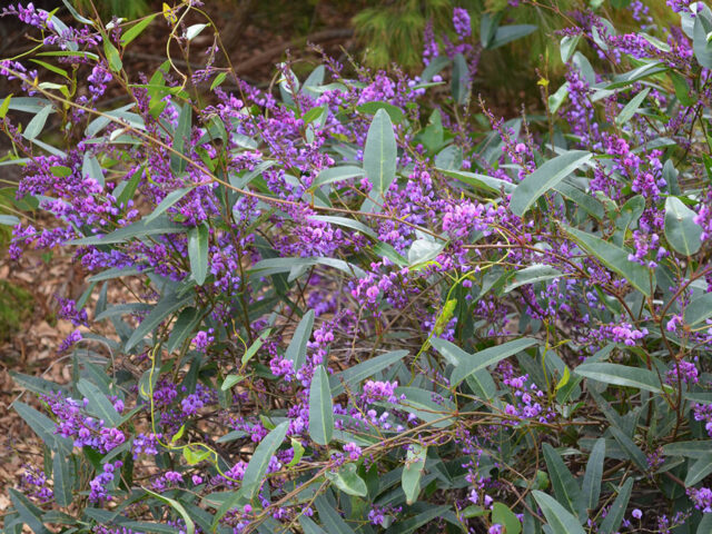 Native sarsaparilla plant care Native sarsaparilla plant care