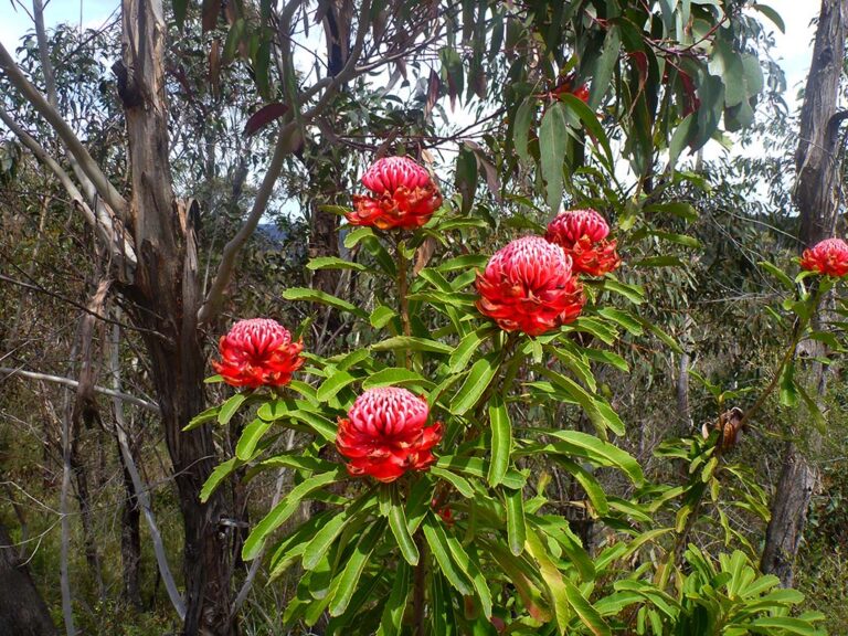 Waratah Seeds Telopea speciosissima Gardening With Angus