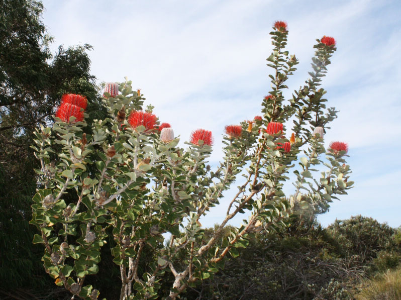 Banksia coccinea – Scarlet Banksia