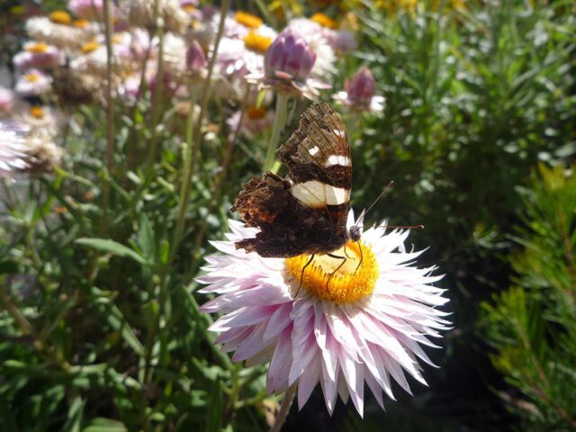 Xerochrysum bracteatum - straw flower