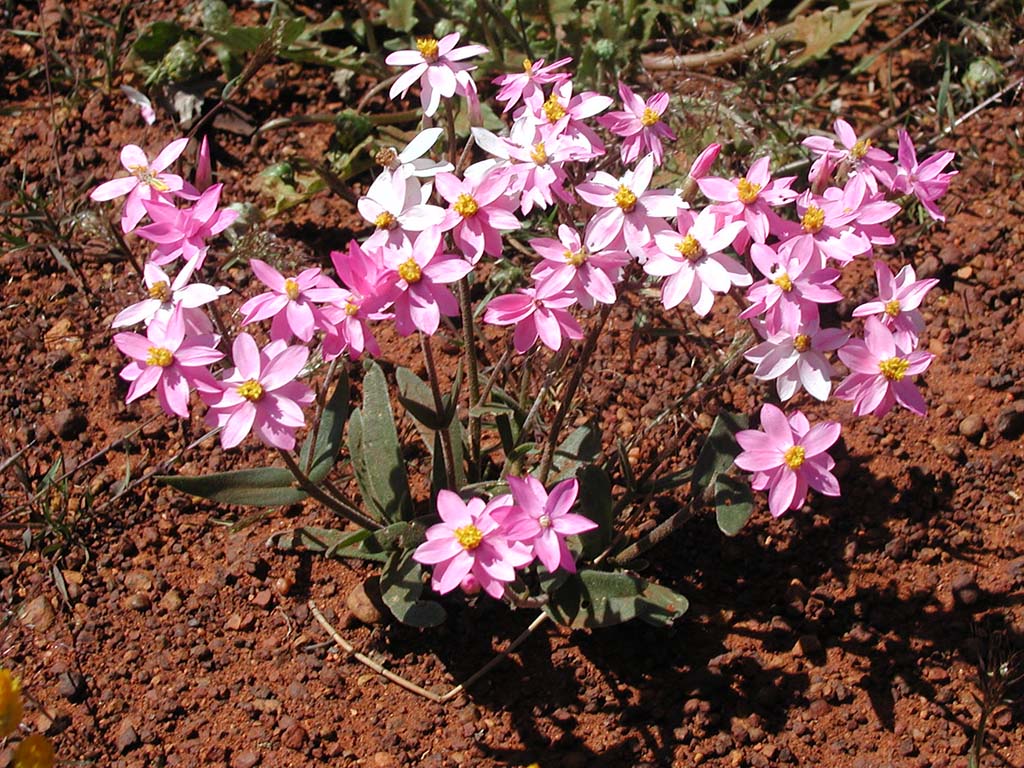 Schoenia cassiniana - pink clusters everlasting daisy