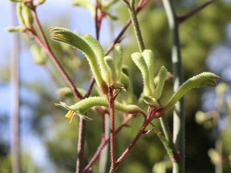 Tall Green Kangaroo Paw Seeds Anigozanthos flavidus Gardening With