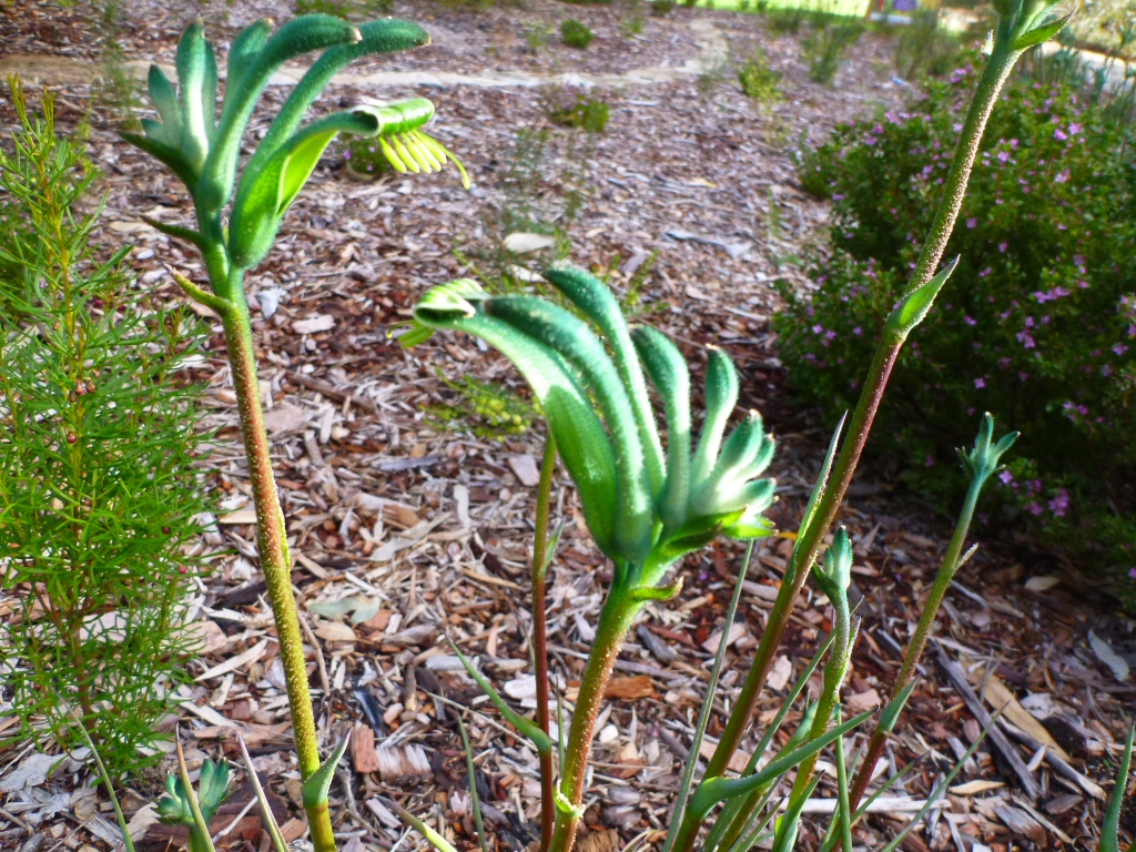 Anigozanthos viridis – Green Kangaroo Paw