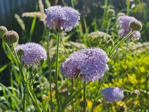 Trachymene coerulea – Blue Lace Flower | Gardening With Angus