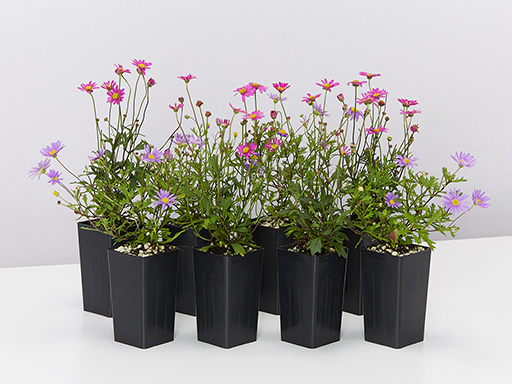 Brachyscome tubes from Plants In A Box online nursery