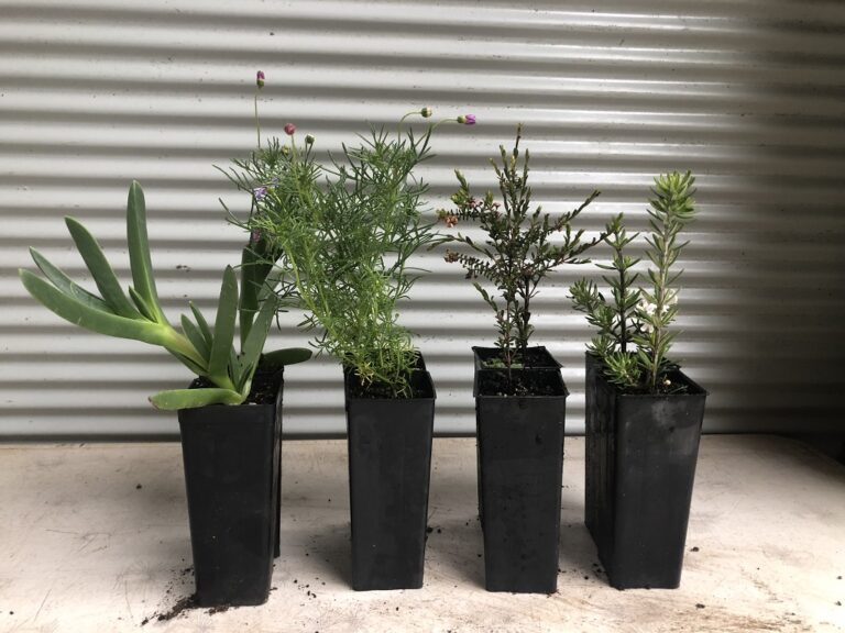 Best Australian native plants for pots and containers Gardening With Angus