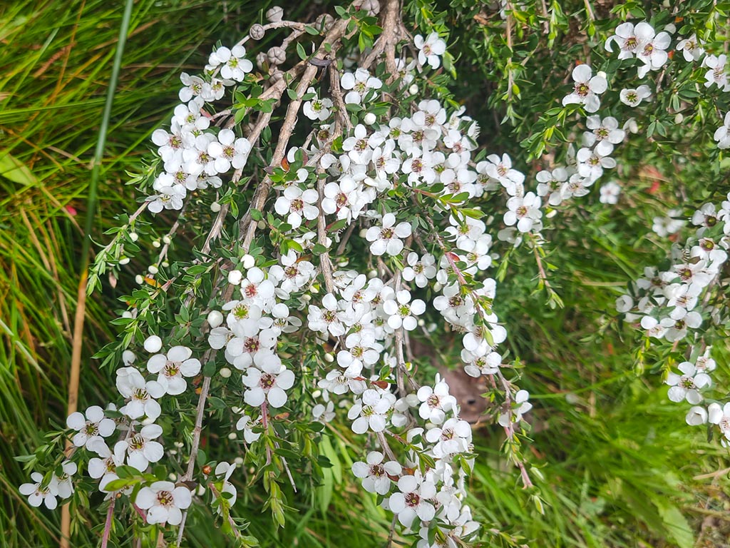 Leptospermum scoparium 'Jim's Rocky Rambler' - manuka tea tree