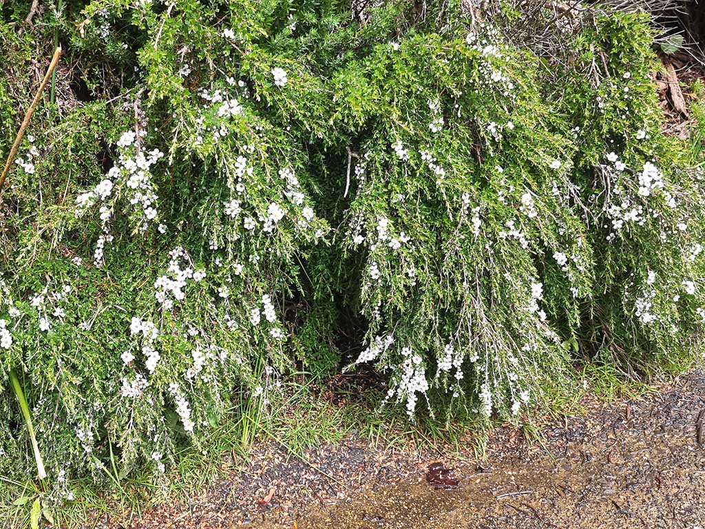 Leptospermum scoparium 'Jim's Rocky Rambler' - manuka tea tree