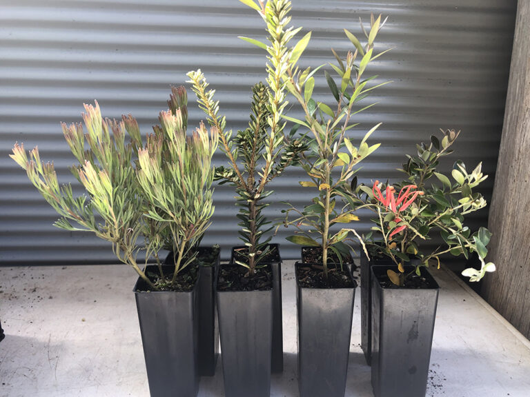 NECTAR TIME! 4 varieties, 8 tubes Gardening With Angus