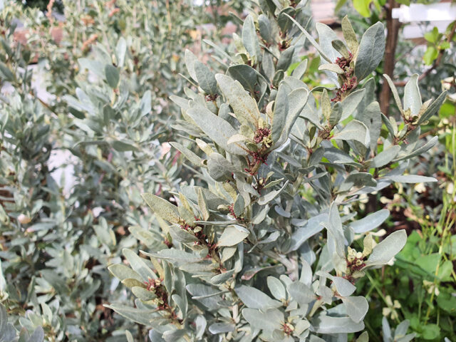 Atriplex cinerea – Coastal Saltbush | Gardening With Angus