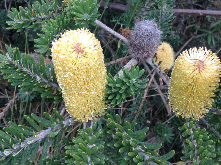 Banksia marginata ‘Coastal Spread’ | Gardening With Angus