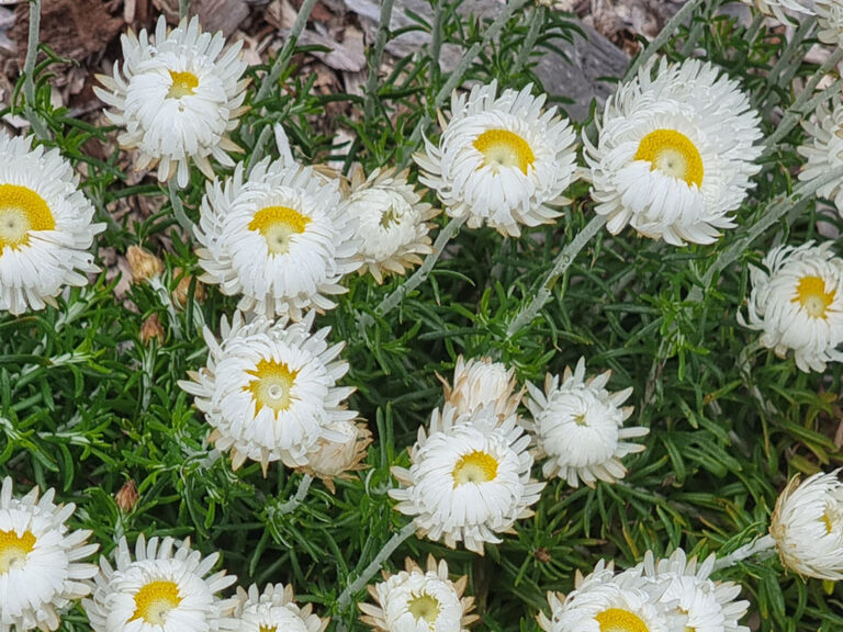 Fringed Everlasting Daisy Pack 8 Plants Gardening With Angus
