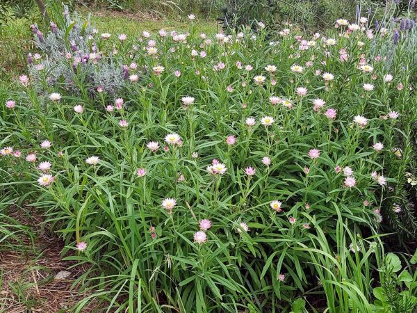 Xerochrysum papillosum 'Linda's Pink' - everlasting daisy