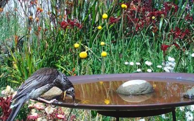 Birds in Angus’s garden