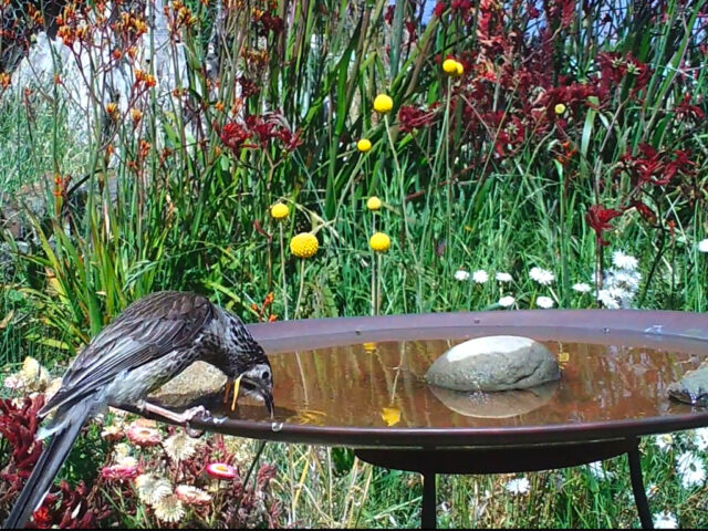 Yellow Wattlebird in Mallee Design birdbath