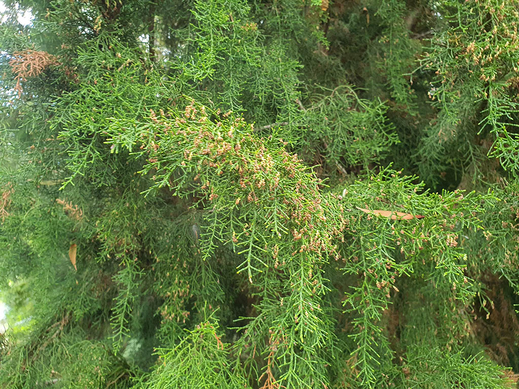 Lagarostrobos franklinii - Huon pine