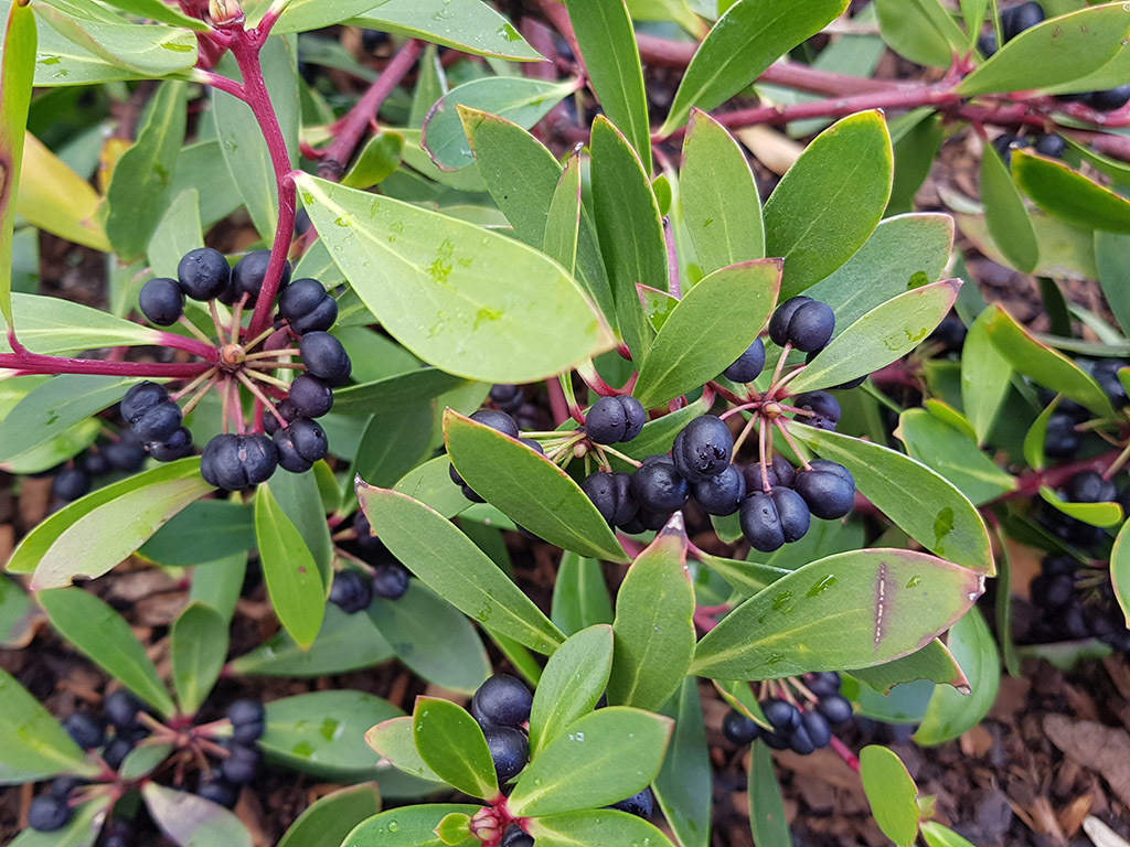 Tasmannia lanceolata - Tasmanian pepperberry