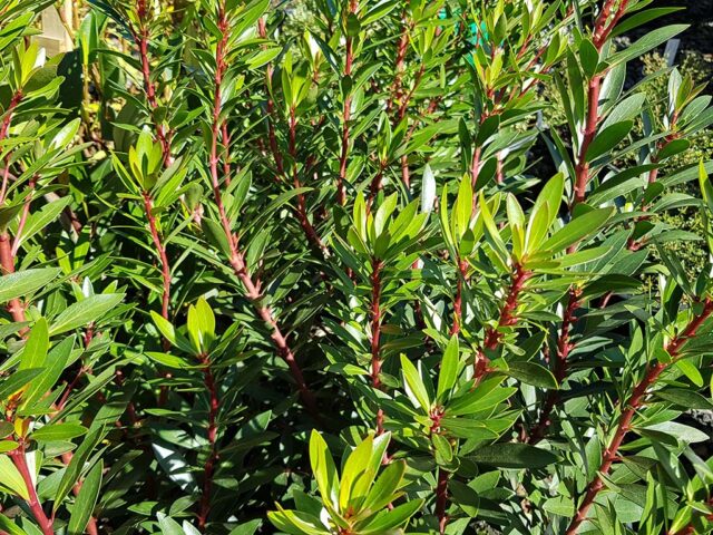 Tasmannia lanceolata – Tasmanian Pepperberry | Gardening With Angus