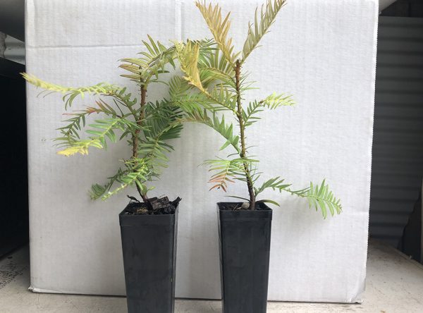 Wollemi pine tubes for sale