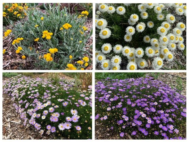 Native Daisy Perennial Pack | Gardening With Angus