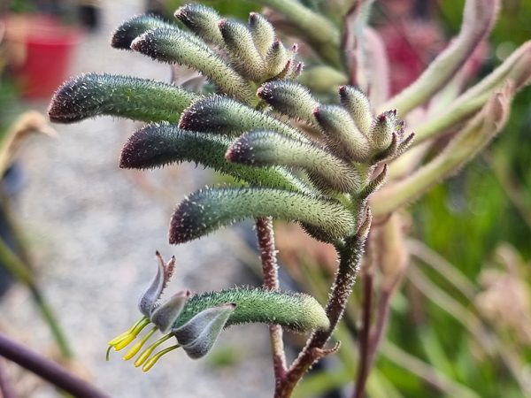Anigozanthos viridis x flavidus 'Tufty Green'