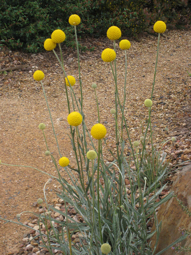 Billy Buttons Pack 8 tubes Gardening With Angus