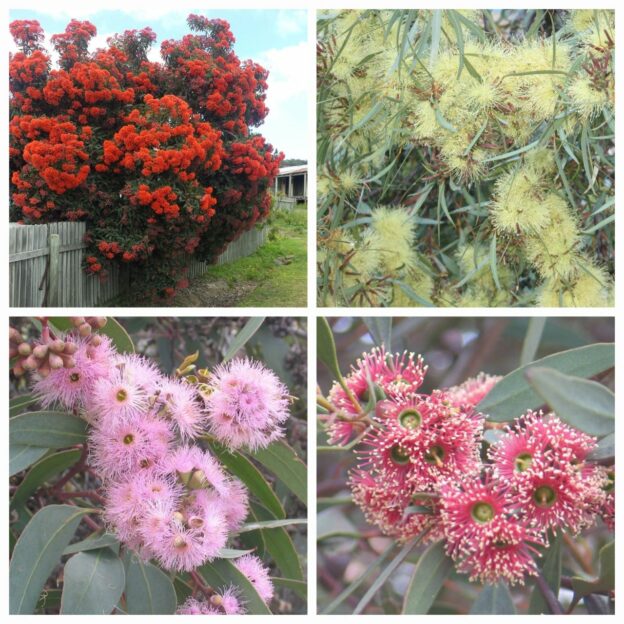 Flowering Gum Tree Collection 8 tubes Gardening With Angus