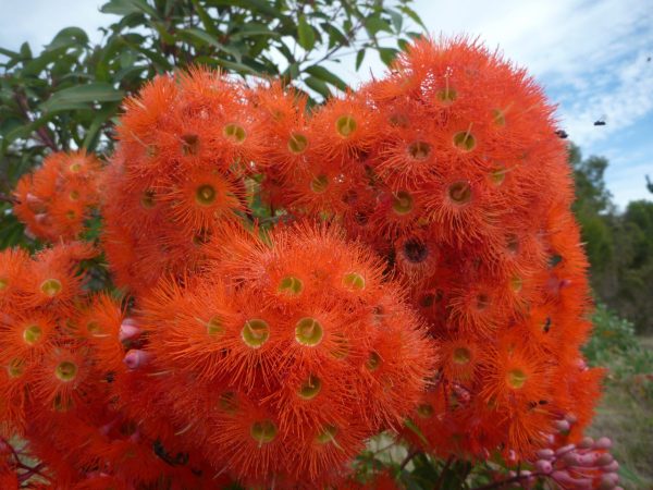 Western-australian-flowering-gum_corymbia-ficifolia_1