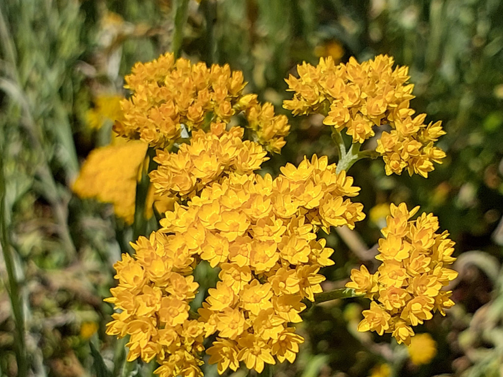 Rhodanthe humboldtiana – Golden Cluster Everlasting