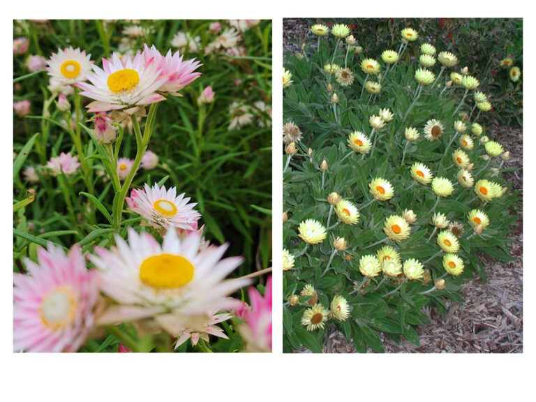 Everlasting Daisy Pack 8 tubes Gardening With Angus