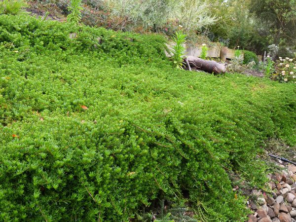 Myoporum parvifolium – Creeping Boobialla | Gardening With Angus