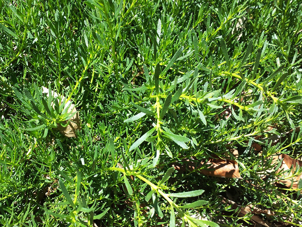 Myoporum parvifolium - creeping boobialla